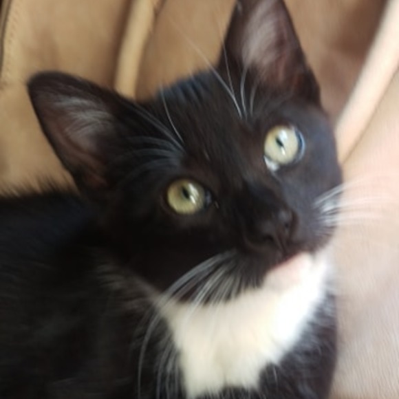 Meet Jodie - Picture 1 of 1